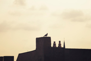 A bird perched atop a chimney