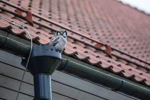 an owl perched on top of a rain gutter