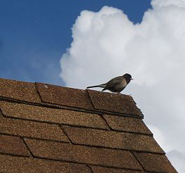 A roof with asphalt shingles