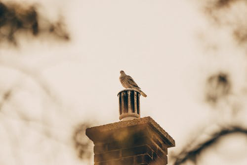 A bird perched on a chimney, unaware of potential leaks and structural risks.